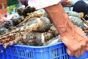 Vì sao Trung Quốc mạnh tay chi 858 triệu USD nhập tôm hùm Việt Nam?