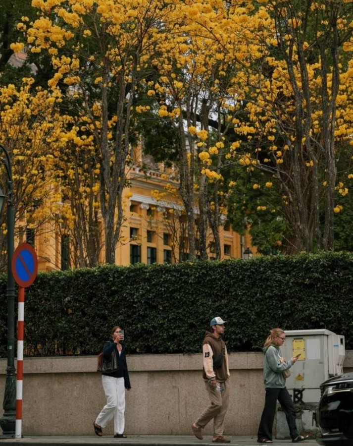 Hà Nội vào mùa phong linh: Sắc vàng bừng nở, phố phường thành điểm hẹn mùa xuân