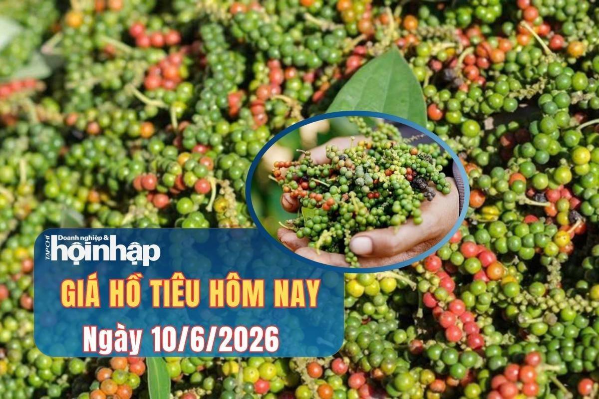 Giá tiêu hôm nay 10/6/2026: Hồ tiêu trong nước tăng trở lại, xuất khẩu bứt phá