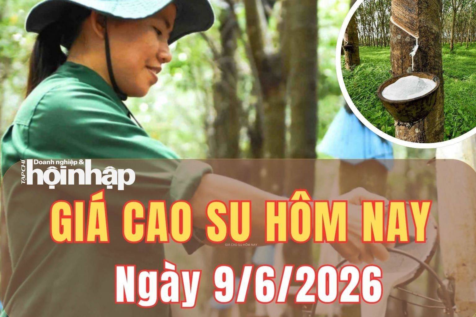 Giá cao su hôm nay 9/6/2026: Giá cao su thế giới nghiêng giảm ở nhiều kỳ hạn