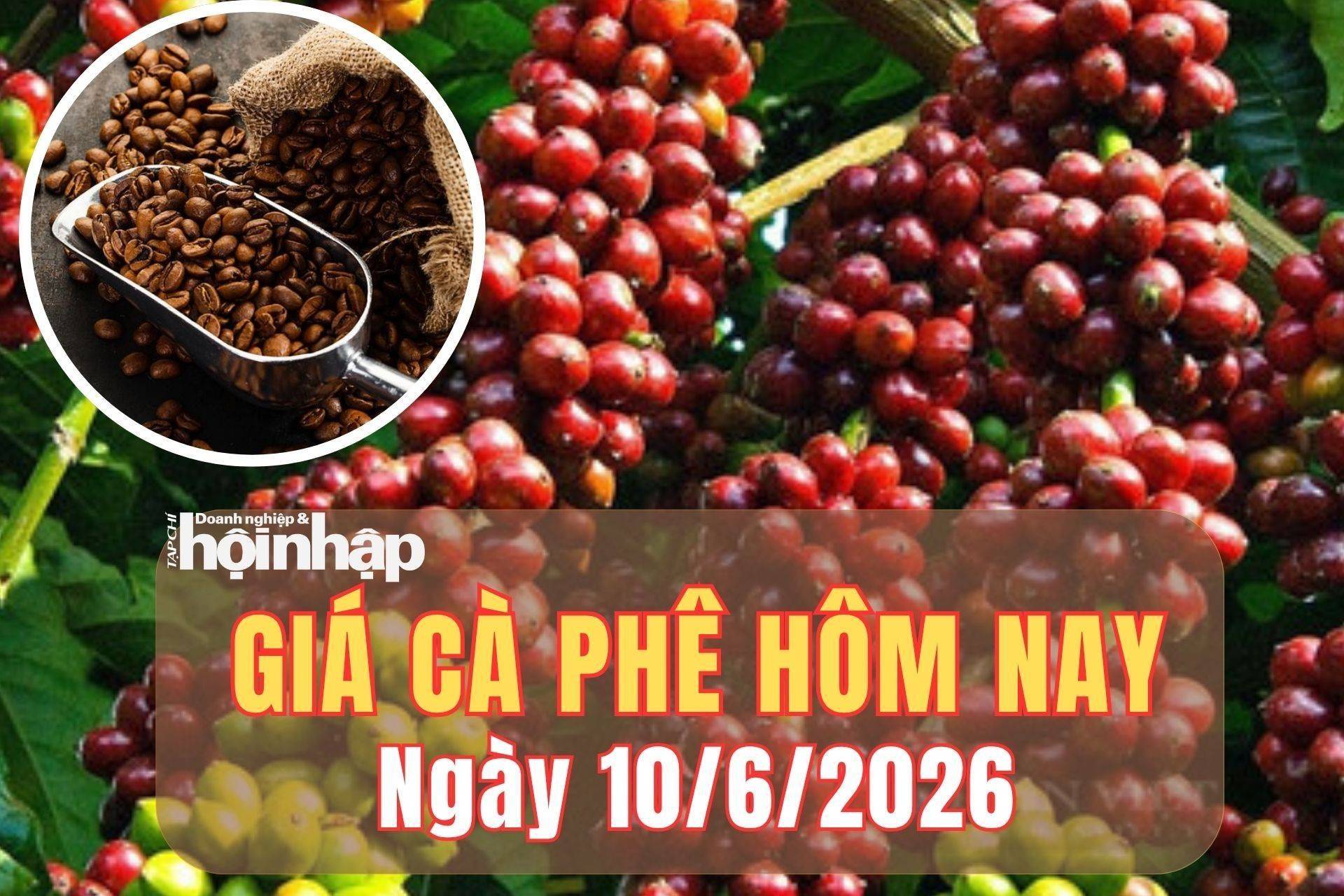 Giá cà phê hôm nay 10/6/2026: Giá cà phê trong nước tăng nhẹ, thế giới tiếp tục chịu áp lực giảm