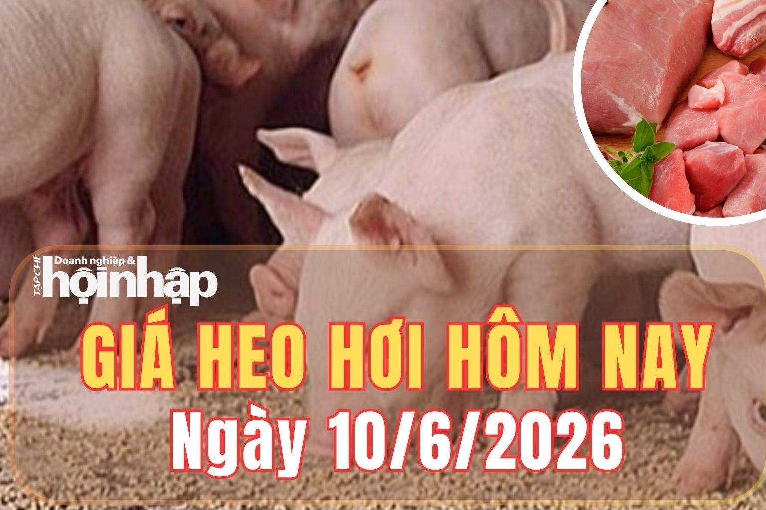 Giá heo hơi hôm nay 10/6: Giá heo hơi tại miền Bắc đi ngang, miền Trung và miền Nam tiếp đà giảm