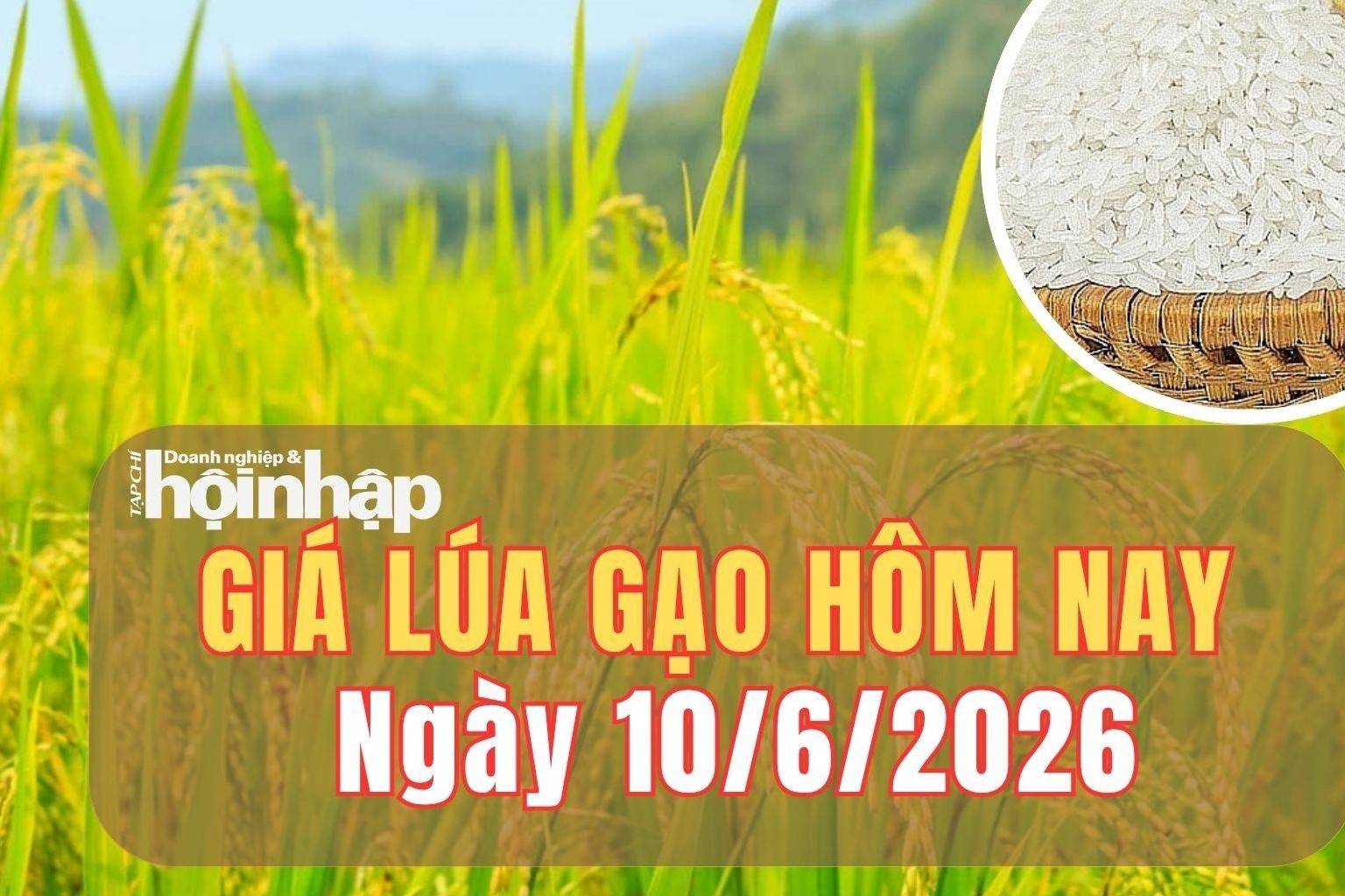Giá lúa gạo hôm nay 10/6/2026: Giá gạo nguyên liệu và phụ phẩm tăng nhẹ, gạo xuất khẩu giảm