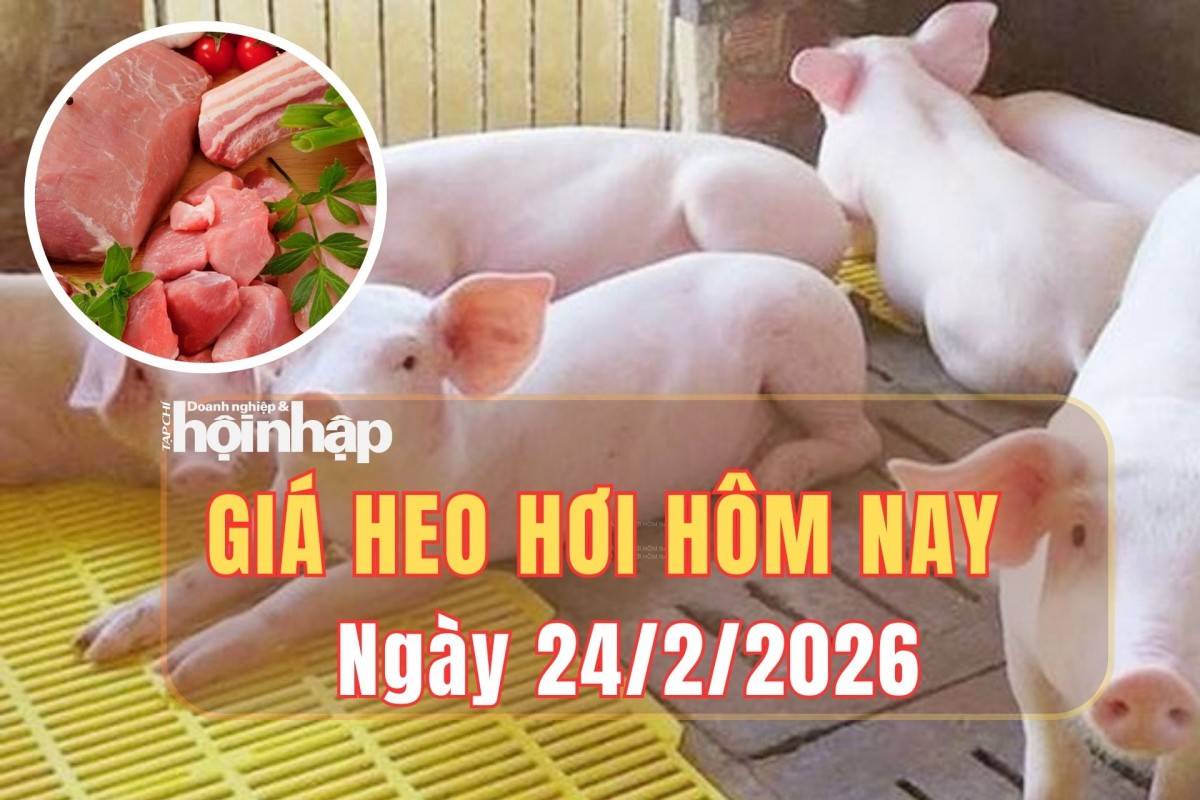 Giá heo hơi hôm nay 24/2/2026: Miền Trung, miền Nam giảm giá, áp lực nguồn cung vẫn lớn